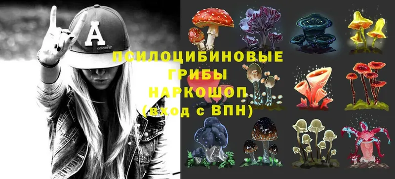 наркота  Барабинск  Псилоцибиновые грибы Cubensis 